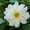 White, variant on Figaro Series Dahlia Flower Seed - Violet - 500 Seeds - Annual Flower Garden Seed Multi Color Blend - Dahlia pinnata