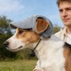thumbnail image 4 of Dog Hat Corduroy Pet Cap Adjustable Baseball Hat For Small Dogs Cats Summer Sun Protection Pet Cute Puppy Accessory Breathable Cap L, 4 of 7