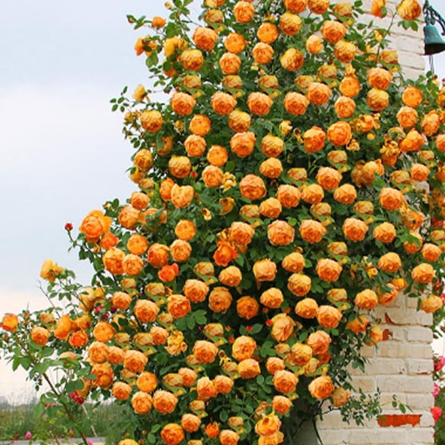 Climbing Rose Seeds for Planting Outdoors, Mixed Climbing Vine Rose Flower Seeds for All Seasons (E,300PC)