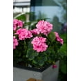 thumbnail image 5 of Morttic 2PCS 14'' Artificial Geraniums Silk Flowers Outdoor Garden Hanging Basket Porch Home Decor, 5 of 7