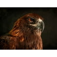 thumbnail image 2 of Alpenglow Workshop 24x19 White Modern Wood Framed Museum Art Print Titled - Golden Eagle, 2 of 4