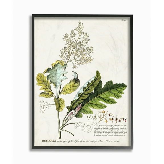 Stupell Industries Botanical Plant Illustration Leaves Vintage Design Framed Wall Art by Unknown