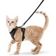 thumbnail image 1 of collier Pour Chat Collier Pour Chien Collier Ajustable Pour Chaton Collier Xs Noir, 1 of 5