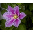 thumbnail image 4 of Clematis Piilu Little Duckling - Live Plant in a 4 Inch Growers Pot - Clematis Piilu Little Duckling - Starter Plants Ready for The Garden - Beautiful Violet and Pink Flowering Vine, 4 of 5
