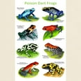 thumbnail image 3 of CafePress - Poison Dart Frogs Light T Shirt - Men's Classic Graphic T-Shirt, 3 of 4