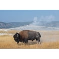 thumbnail image 2 of Hopkins, Cindy Miller 32x23 Black Ornate Wood Framed with Double Matting Museum Art Print Titled - USA-Wyoming-Yellowstone National Park-Upper Geyser Basin-Lone male American bison-aka buffalo right, 2 of 4