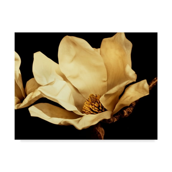 Trademark Fine Art 'Buttercream Magnolia I' Canvas Art by Rachel Perry