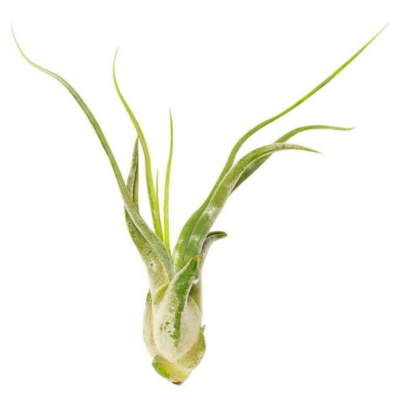 Tillandsia Caput Medusae Air Plant