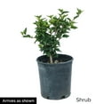 thumbnail image 4 of Peppermint Smoothie Rose of Sharon Althea Deciduous Flowers Shrub, grown in a 2.50 quart pot (1-Pack), 4 of 4