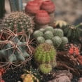 thumbnail image 5 of Pack of 3 Assorted Cactus Pack Bareroot Shipping Non-Repeated Varieties Cacti Cactus Gift Box for DIY Projects Home Decor Garden Succulents Plants Collections, 5 of 5