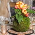 thumbnail image 2 of 3x Bonsái de , de Bo de de Esfagno Verde, Nido de , Accesorios de Bricoje de Pájaros Zulema Moss Ball Maceta, 2 of 7