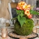 thumbnail image 2 of 3x Estilo Japonés Bola Bonsái Flor, Verde Sphagnum Sustrato Planta Hidratante en Macarena Moss Ball Maceta, 2 of 7