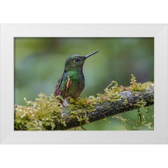 Jones, Adam 14x11 White Modern Wood Framed Museum Art Print Titled - Buff-tailed Coronet-Ecuador