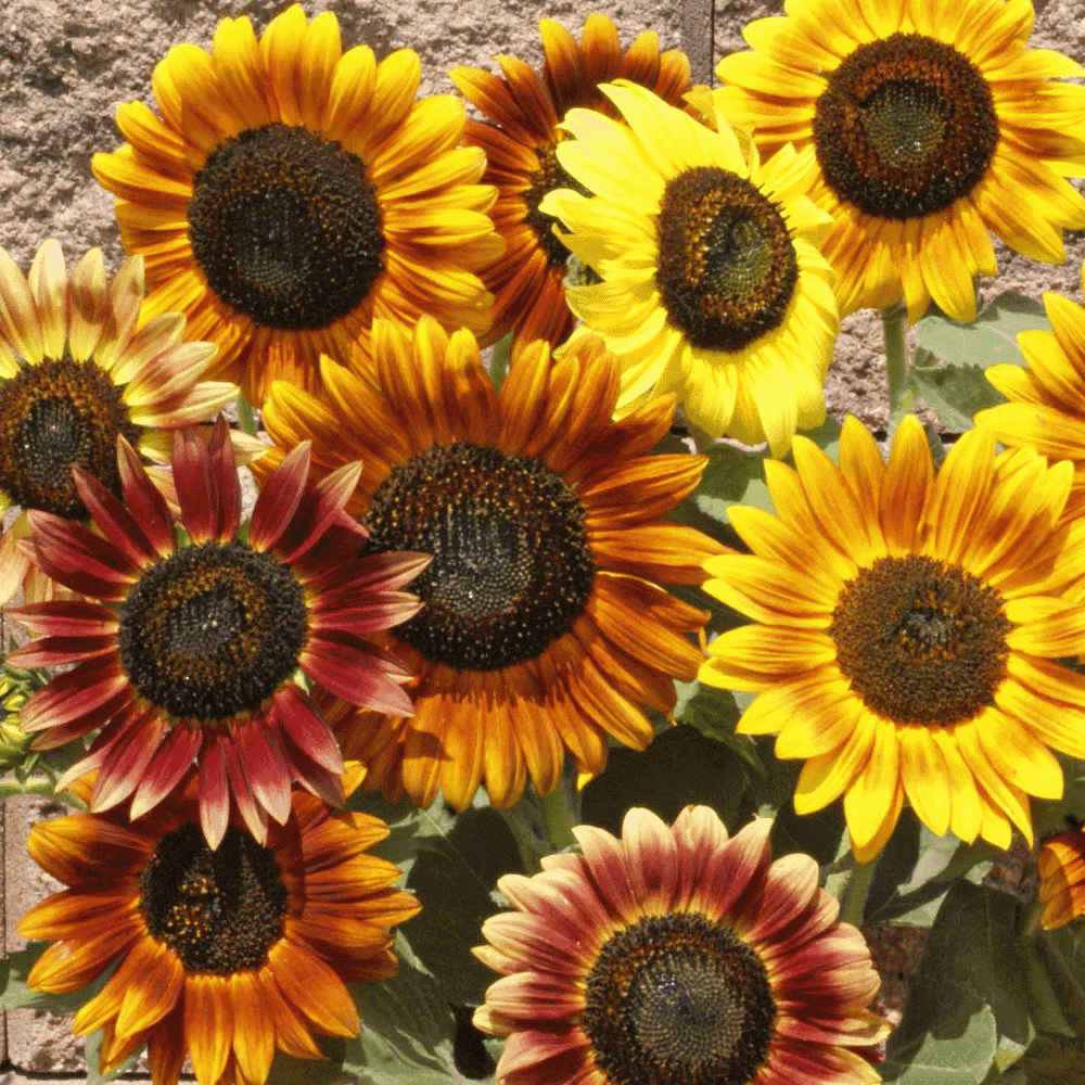 Everwilde Farms 1/4 Lb Autumn Beauty Sunflower Garden Flower Seeds
