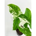 thumbnail image 6 of Bumble Plants 12" Marble Syngonium Podophyllum Albo Variegata Live Plants in 4" Nursery Pots, 6 of 7