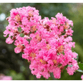 thumbnail image 6 of 2-3 ft Tall Dwarf Crape Myrtle Live Shrubs, Compact Flowering Shrub, 6 of 6