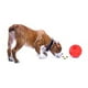 thumbnail image 2 of Pelota para Premios Tricky Medium, 2 of 7