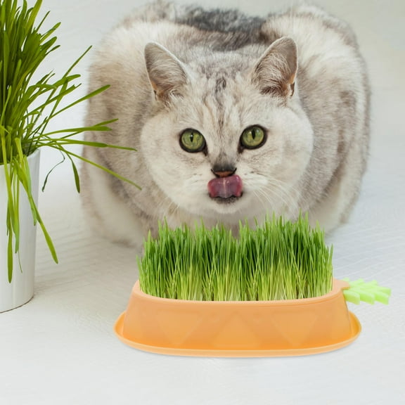 ULTNICE Cat Grass Box Layered Structure Cat Grass Germination Yellow for Home Use 1Set