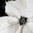 thumbnail image 2 of Sommers, Mindy 12x12 White Modern Wood Framed Museum Art Print Titled - White Poinsettia, 2 of 4