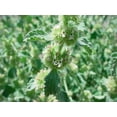 thumbnail image 5 of Earthcare Seeds - Horehound True Horehound 100 Seeds (Marrubium Vulgare) Heirloom - Open Pollinated, 5 of 5