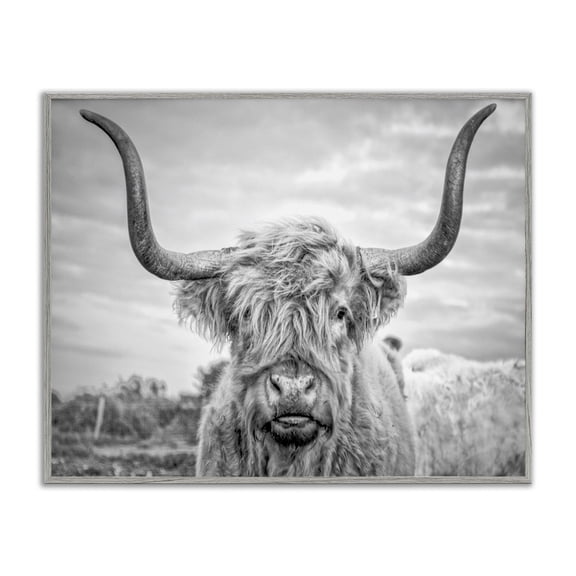 Stupell Industries Farmhouse Grey Highland Cow Photograph Gray Framed Giclee Art, 14 x 11, by Joe Reynolds