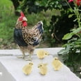 thumbnail image 3 of kusrkot Modèle de Poule Décoration, avec 4 Figurines de Poussins Ornement pour Décoration de Jardin Ferme Maison Boutique, 3 of 8