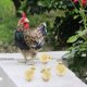 thumbnail image 3 of Decoración de modelo de Gallina Zulema, 3 of 7
