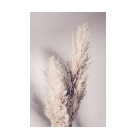 Pictufy Studio III 'Pampas Grass' Canvas Art - 12 x 19 Inches