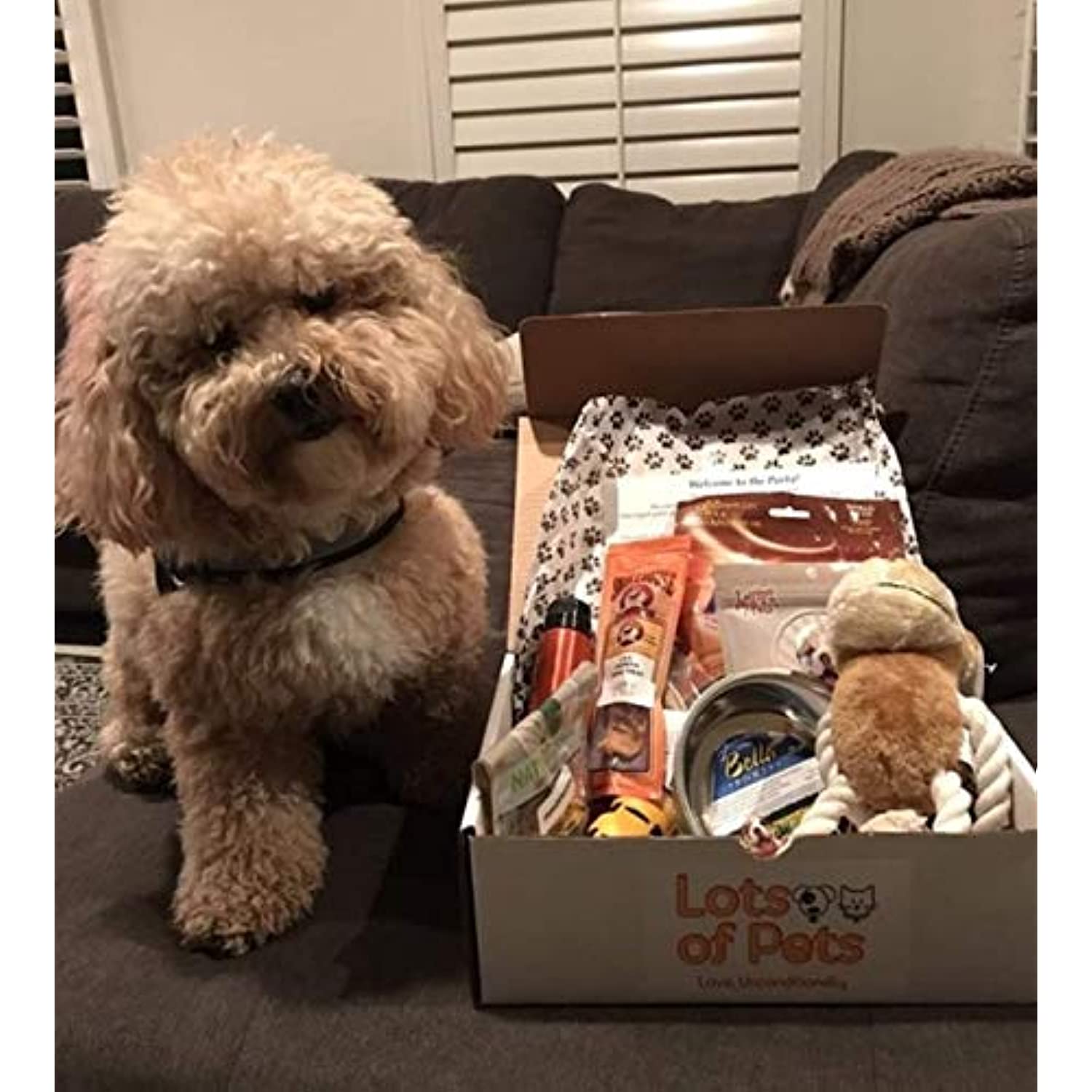 Lots of Pets Dog Party Box (Medium Dogs)