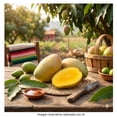 thumbnail image 4 of Mango manila por kilo, 4 of 5