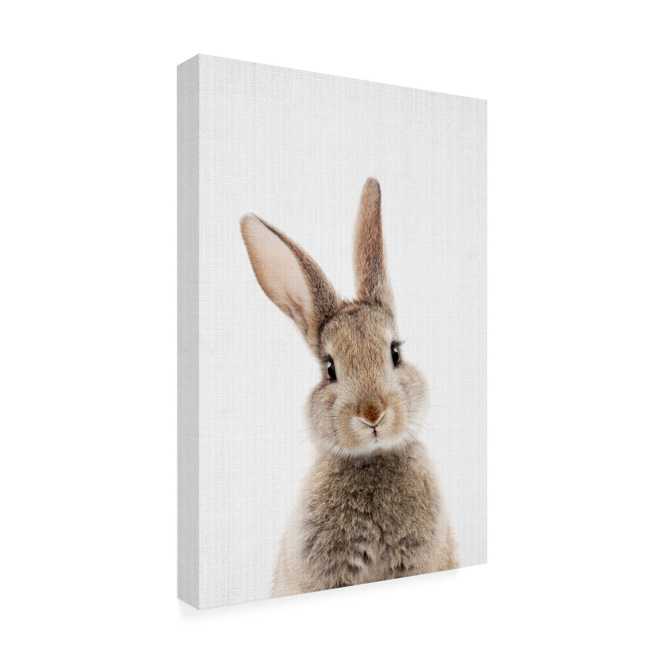 Trademark Fine Art Lola Peacock Peekaboo Bunny Canvas Wall Art