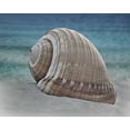 thumbnail image 2 of Prime, Marcus 32x26 Black Ornate Wood Framed with Double Matting Museum Art Print Titled - Shell Ray Soaking, 2 of 4