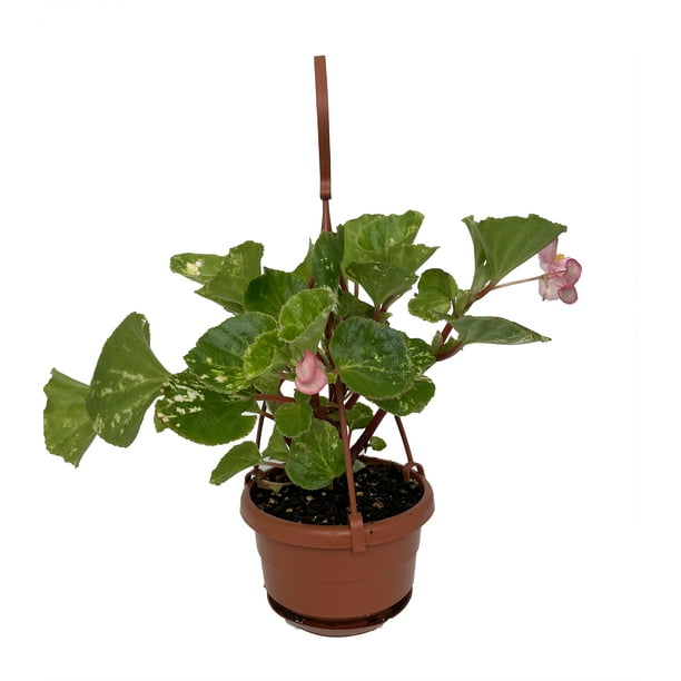 Charm Pink Wax Leaf Begonia Plant 4" Mini Hanging Basket