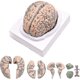 thumbnail image 1 of Cerebro humano, modelo de anatomía del cerebro humano de tamaño natural con base de exhibición, para estudio en el aula de ciencias y Tefz9fz9, 1 of 3