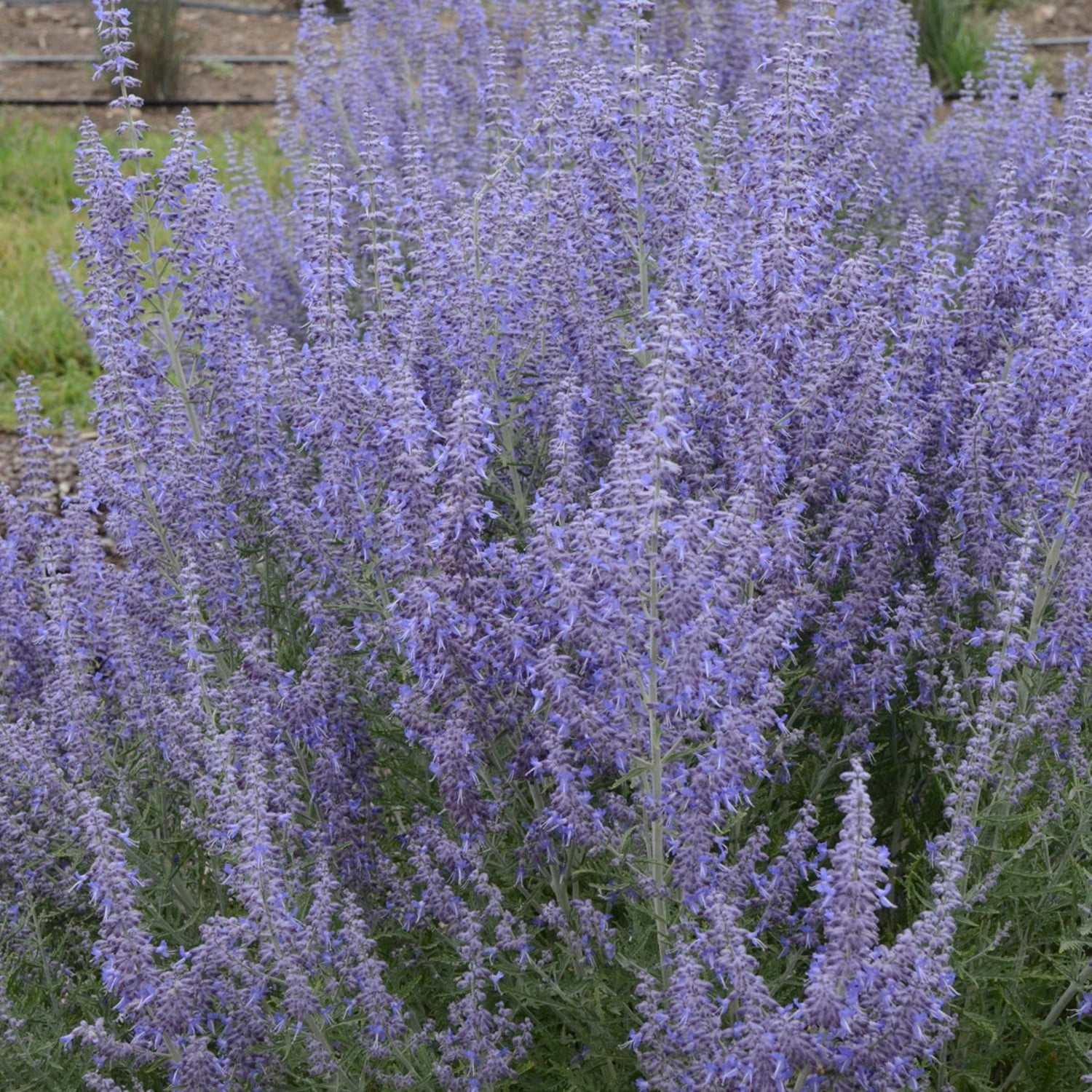 Proven Winners 6" Blue 'Denim 'n Lace' Russian Sage Live Plant in 6.5" Pot