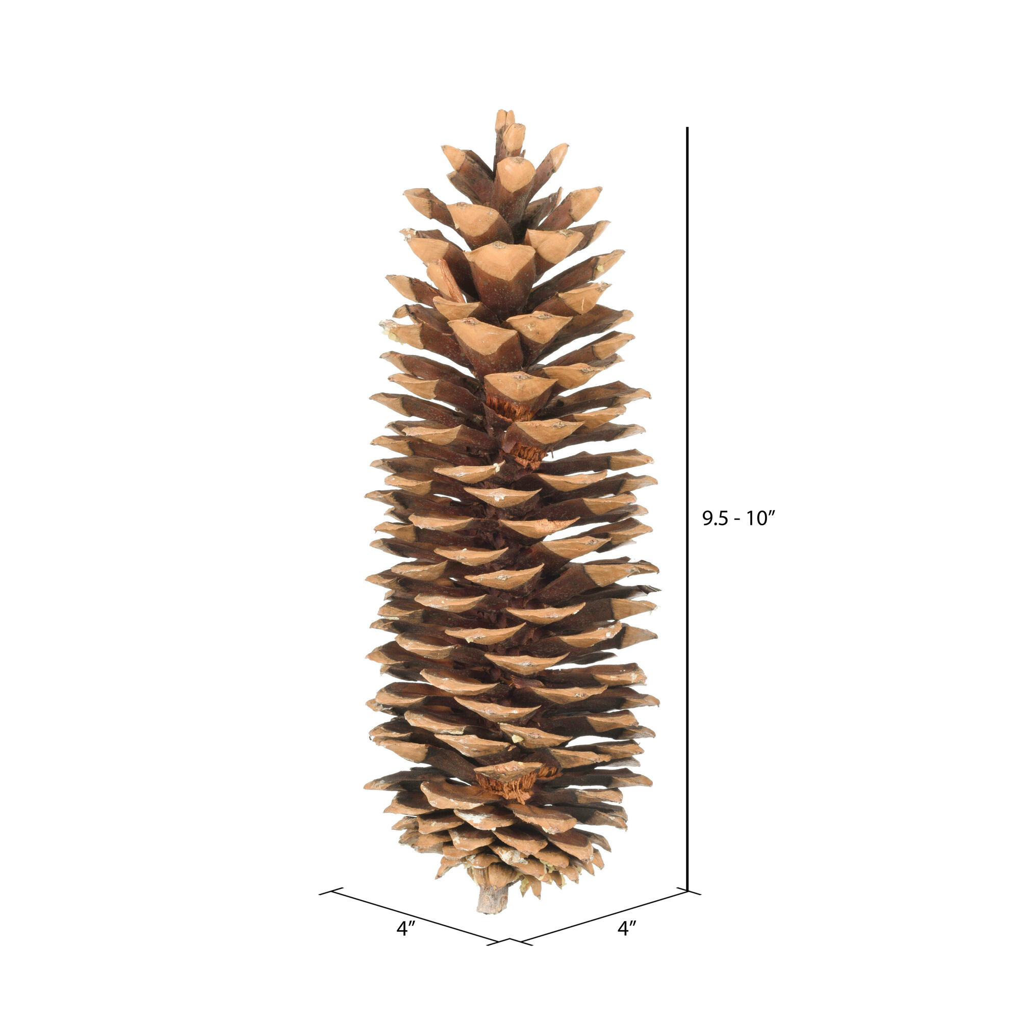 Sugar Pine Cones - Very Large Pine Cones - 1 Individual Pine Cone - Extra Long by Dried Decor