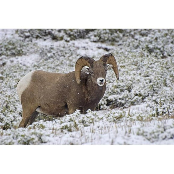 Posterazzi DPI1837058 Jasper National Park Alberta Canada - Bighorn Sheep Ovis Canadensis Poster Print, 17 x 11
