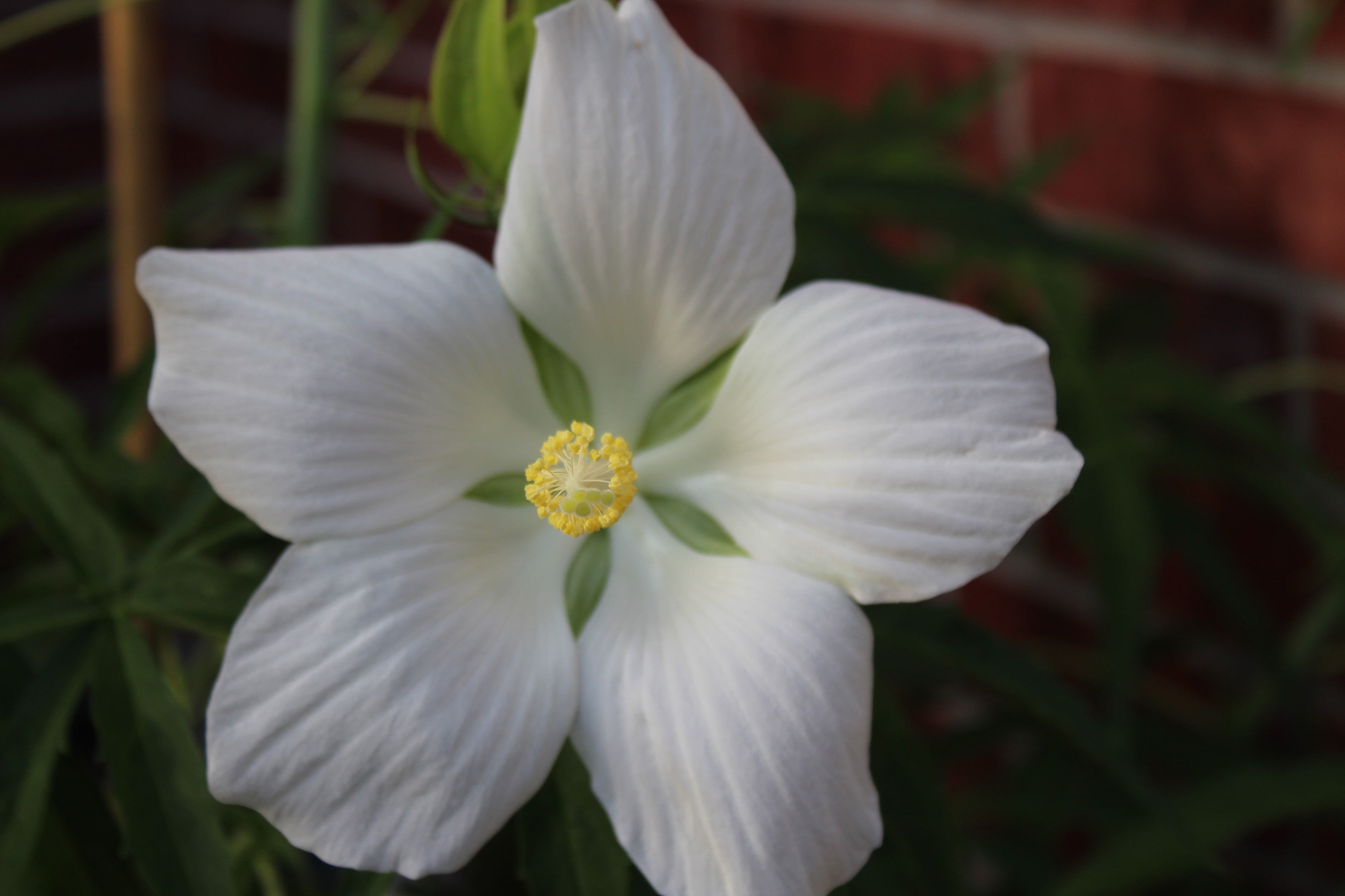 10 Seeds White Texas star hibiscus White flower 10 seeds Tall