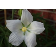 SEED PACK - - 10 Seeds -White Texas star hibiscus - -White flower -10 seeds - Hibiscus coccineus 'alba' - See Description