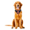 thumbnail image 3 of Littlearth Unisex-Adult NFL Chicago Bears Pet Bandana, Team Color, Small, 3 of 4