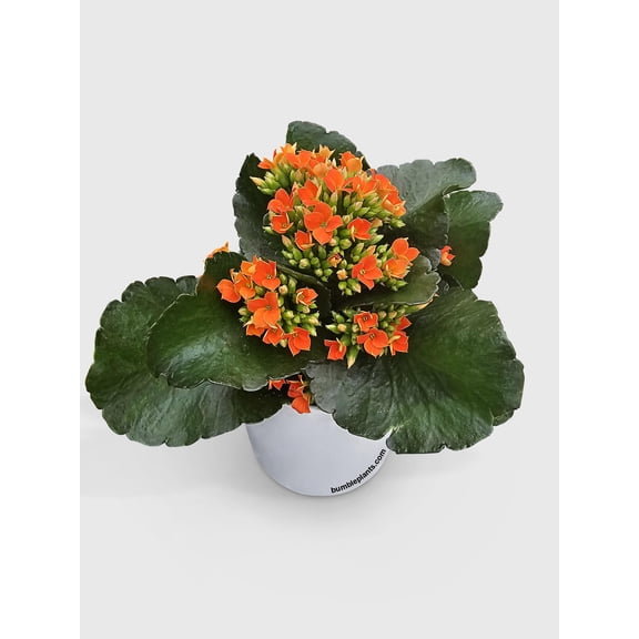 Bumble Plants Kalanchoe Flowering Plant - Full Live Colorful Houseplant in Nursery Pot, Easy Care, Indoor Plant for Beginners