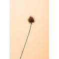 thumbnail image 2 of 1x Studio III 23x32 White Modern Wood Framed Museum Art Print Titled - Thistle Peach, 2 of 4