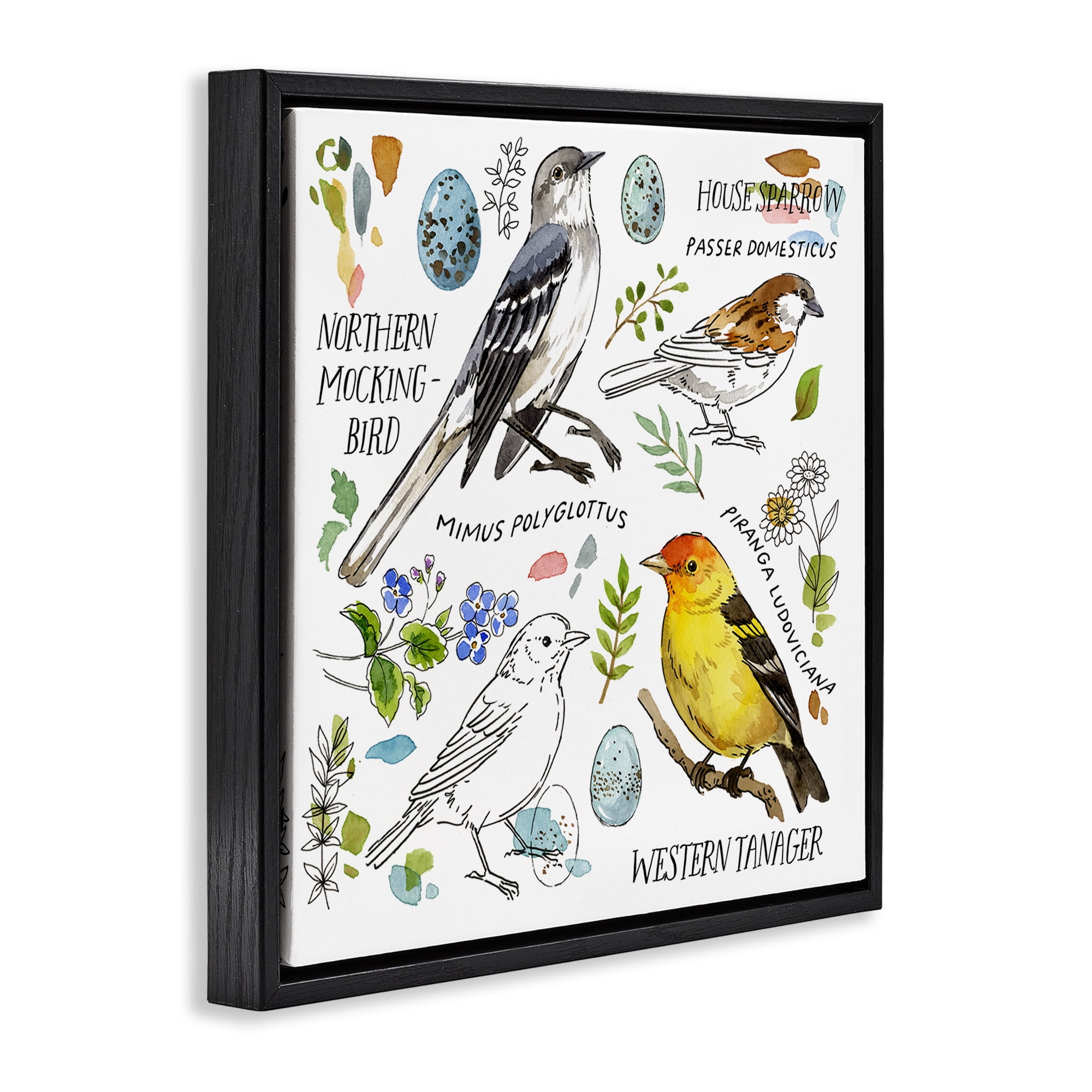 Stupell Industries Local Bird Diagram Animals Painting Black Floater Framed Canvas Art Print Wall Art, 25 x 25