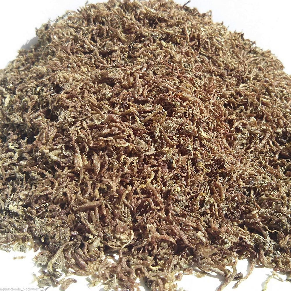 Freeze Dried Bloodworms in a container