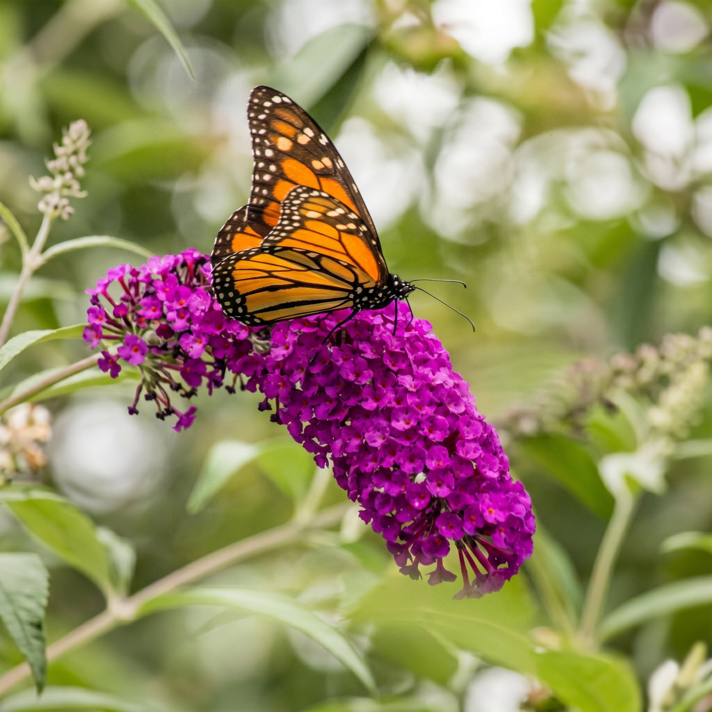 National Plant Network 3.25 in. Buddleia Nanho Purple