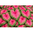 thumbnail image 2 of Classic Pink Caladium Bulbs – Pink and Green Heart-Shaped Foliage – Shade Loving Caladium for Gardens, Containers and Landscaping (6 Bulbs), 2 of 6