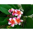thumbnail image 7 of Nelson Plumeria Phosphorous-feeding Tropicals 5-30-5 15lb, 7 of 7