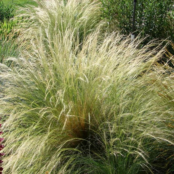 Outsidepride 2000 Stipa Tenuissima Plant Seeds