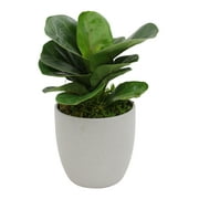 Fiddle Leaf Fig Bush & Stone Pot | Live Indoor Plant | Filtered Sunlight | Element by Altman Plants