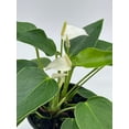 thumbnail image 4 of Florida House Plants Anthurium White Live Plants in 4" Pot, 4 of 9